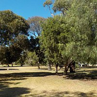 Grass and trees
