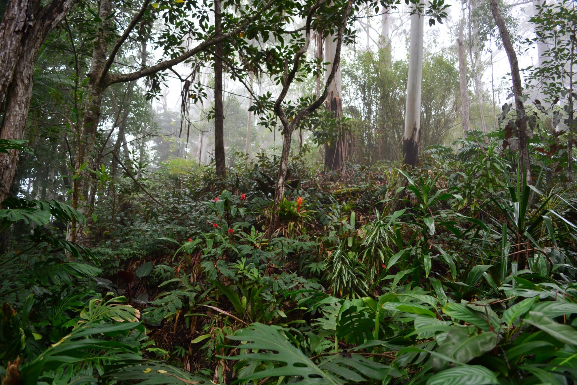 Island Of Hawaii All You Need To Know Before You Go 2024 Tripadvisor   Cloud Forest 