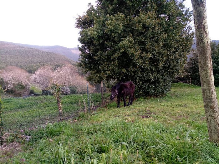 Imagen 8 de San Pelayo Hermitage