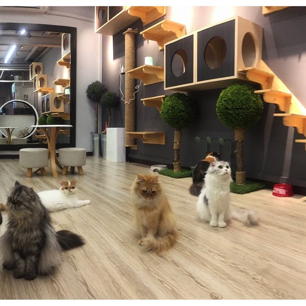 CAT STUDIO & CAFÉ AT PET PARADISE (Kota Kinabalu) All You Need to