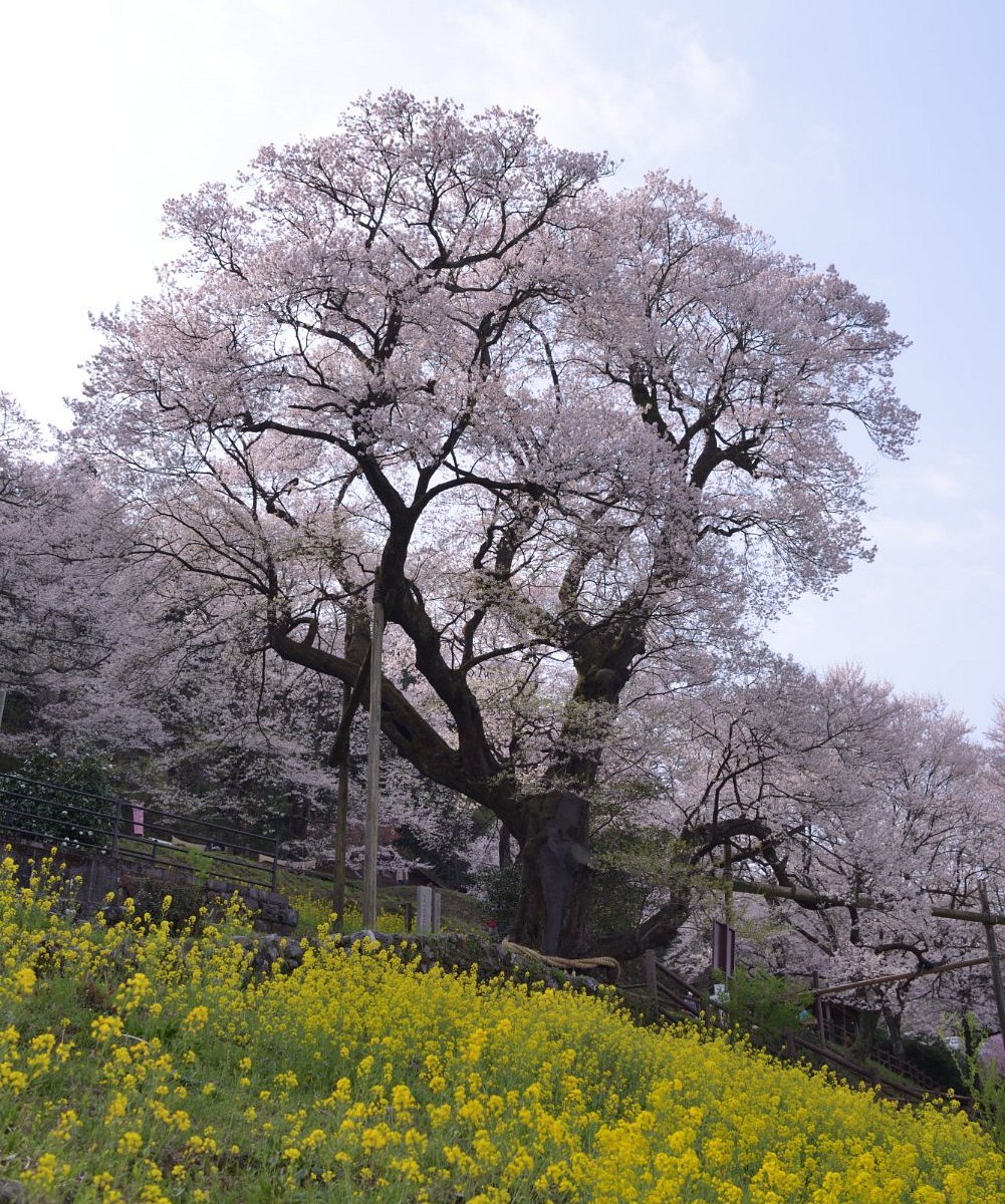 21年 ひょうたん桜公園 行く前に 見どころをチェック トリップアドバイザー