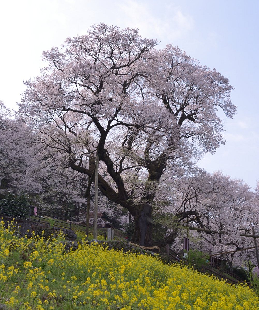 21年 ひょうたん桜公園 行く前に 見どころをチェック トリップアドバイザー 21年 ひょうたん桜公園 行く前に 見どころをチェック トリップアドバイザー
