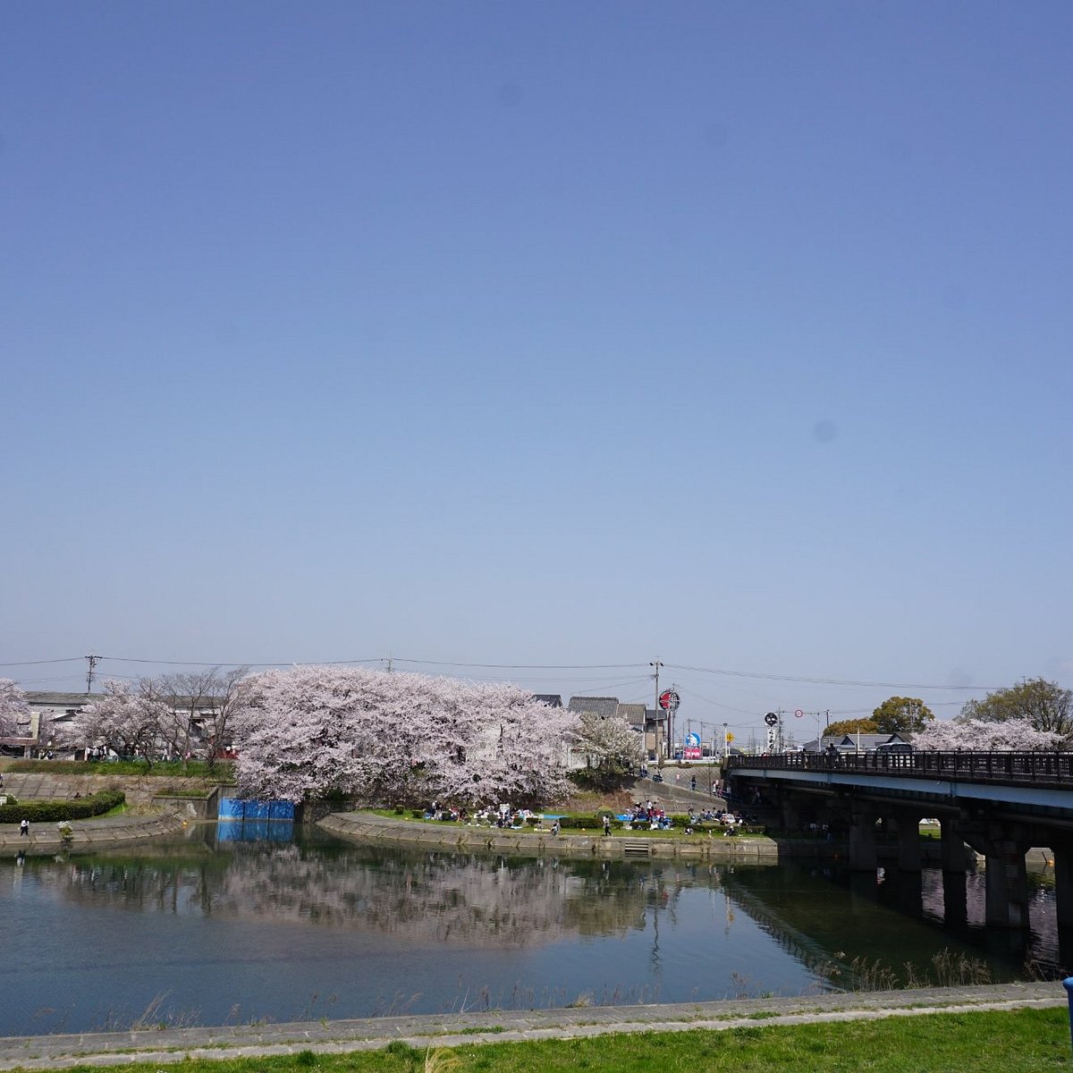 21年 海蔵川堤 行く前に 見どころをチェック トリップアドバイザー