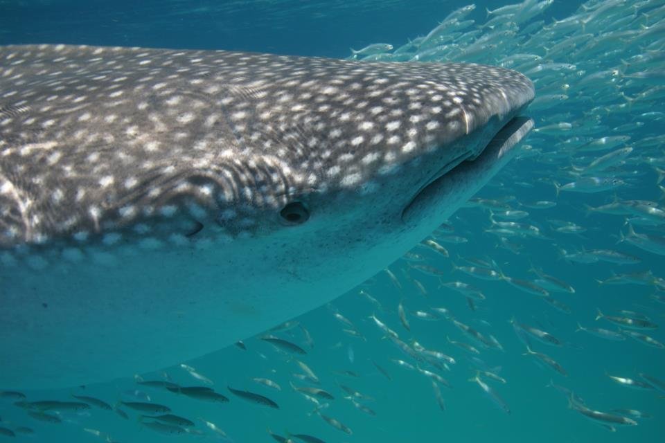 Cancun Whale Shark Tours - All You Need to Know BEFORE You Go (2024)