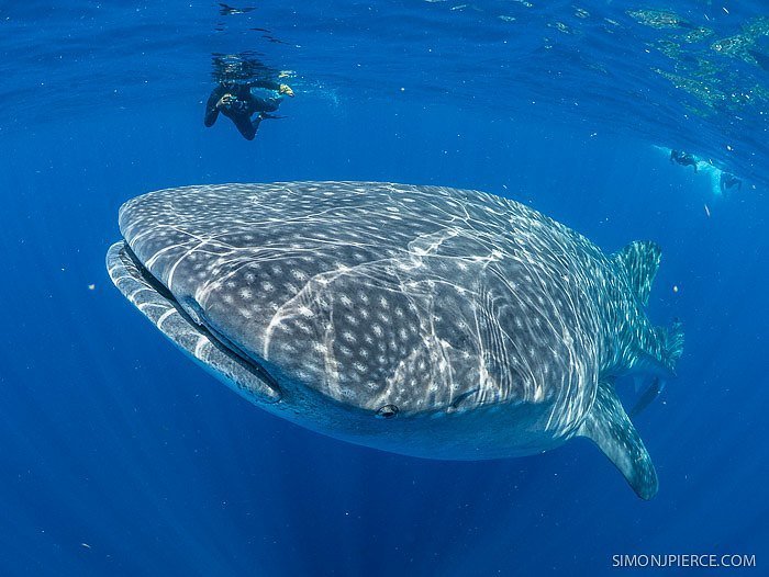 whale shark tour cancun reviews