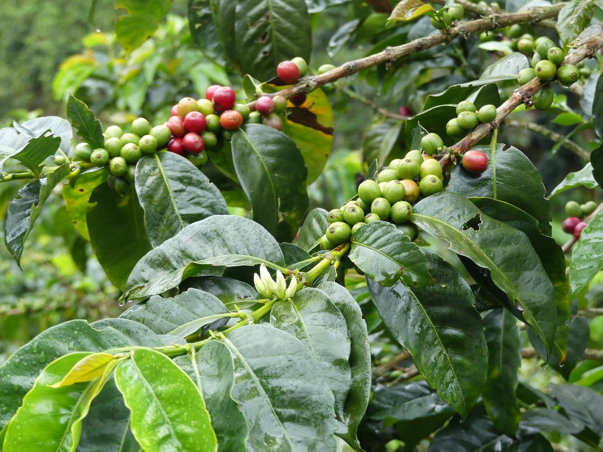 Las Acacias Coffee Farm (Salento) - All You Need to Know BEFORE You Go