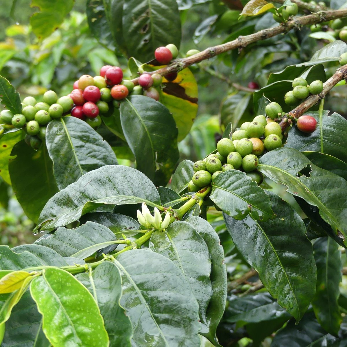 Las Acacias Coffee Farm - All You Need to Know BEFORE You Go (2024)