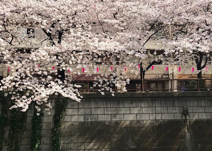 Nakameguro Cherry Blossoms  Travel Japan - Japan National Tourism