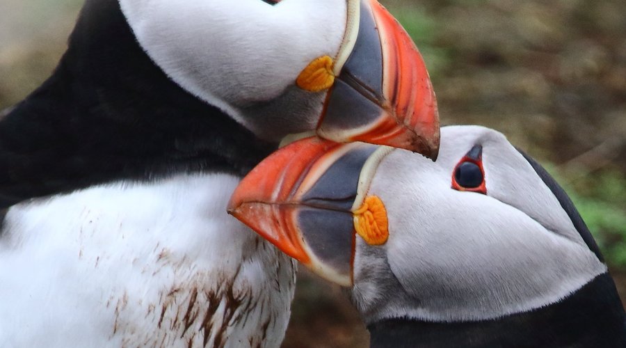 le mois de mai pour un couple de macareux moine (puffin)