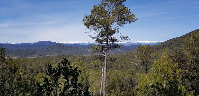 Imagen 3 de Bosc de Can Ginebreda