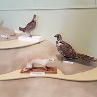 Local threatened species.