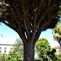 The Botanical Garden impression