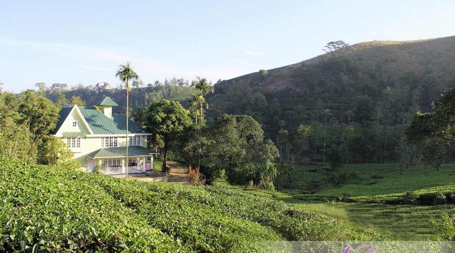 Lavender Vagamon