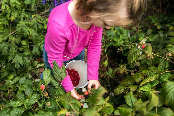 Berry picking