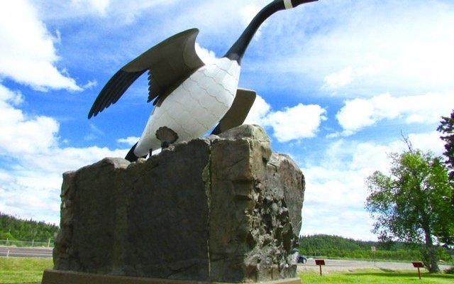 Wawa Goose - Photographed 2017
