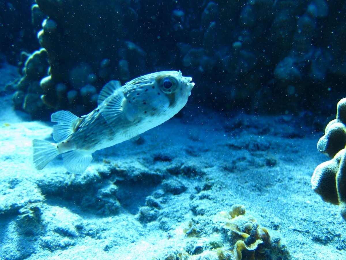 Snorkeling Rapa Nui - All You Need to Know BEFORE You Go (2024)