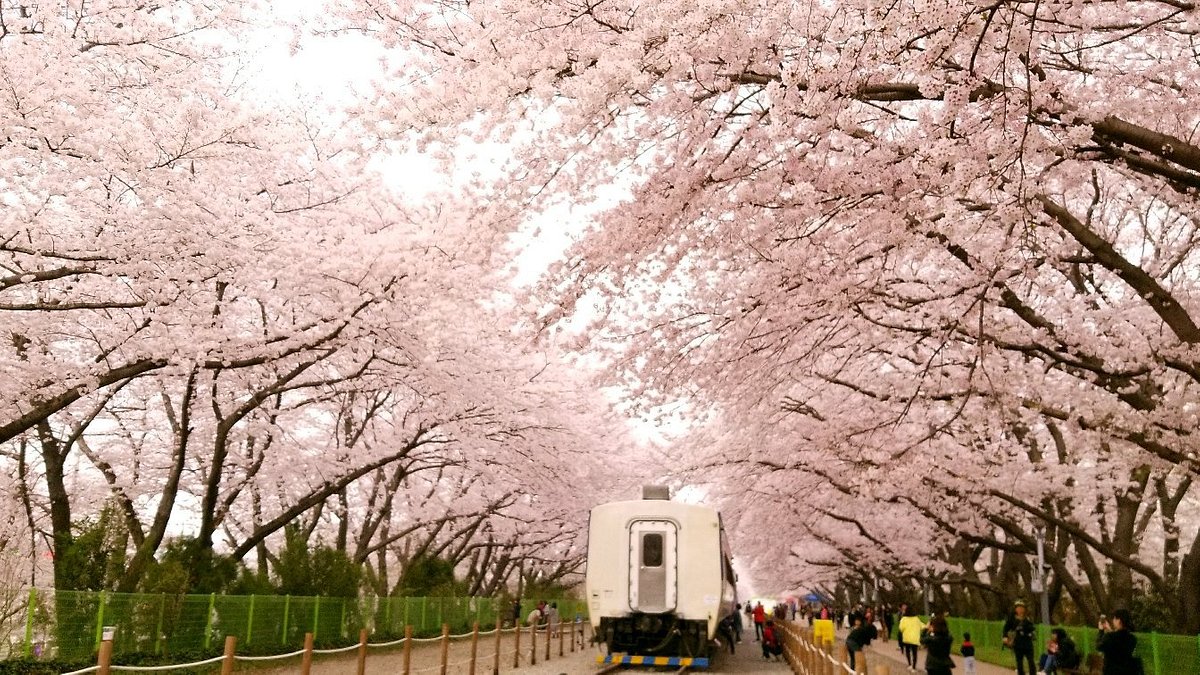 Gyeonghwa Station Cherry Blossom Road (Changwon) - All You Need to Know ...