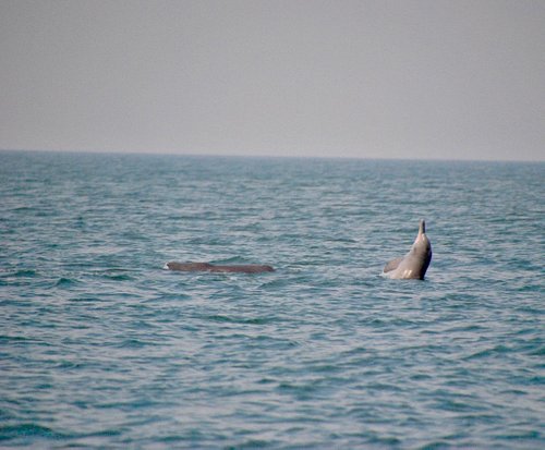 The 10 Best Goa Dolphin Whale Watching Activities With Photos Tripadvisor