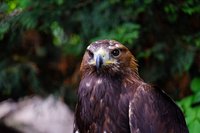 Birds of Prey Centre - All You Need to Know BEFORE You Go (with Photos)