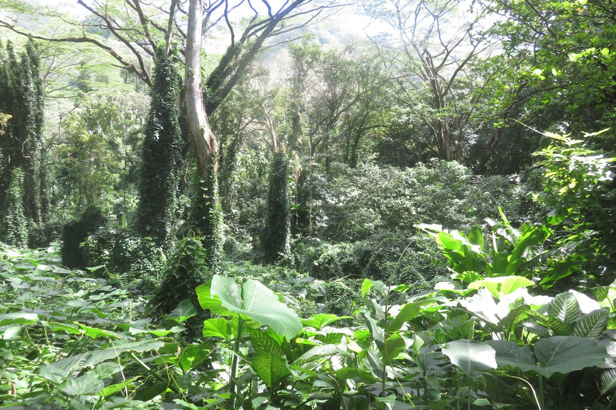 Manoa Falls Trail (Honolulu) - All You Need to Know BEFORE You Go