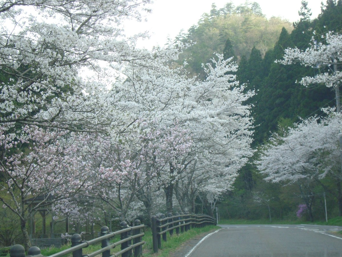 22年 寺尾ヶ原千本桜公園 行く前に 見どころをチェック トリップアドバイザー