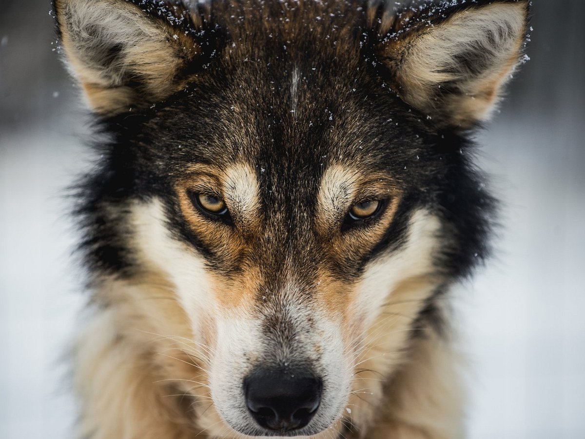 Holmen Husky - Dog Sledding Tours (Alta) - All You Need to Know BEFORE ...