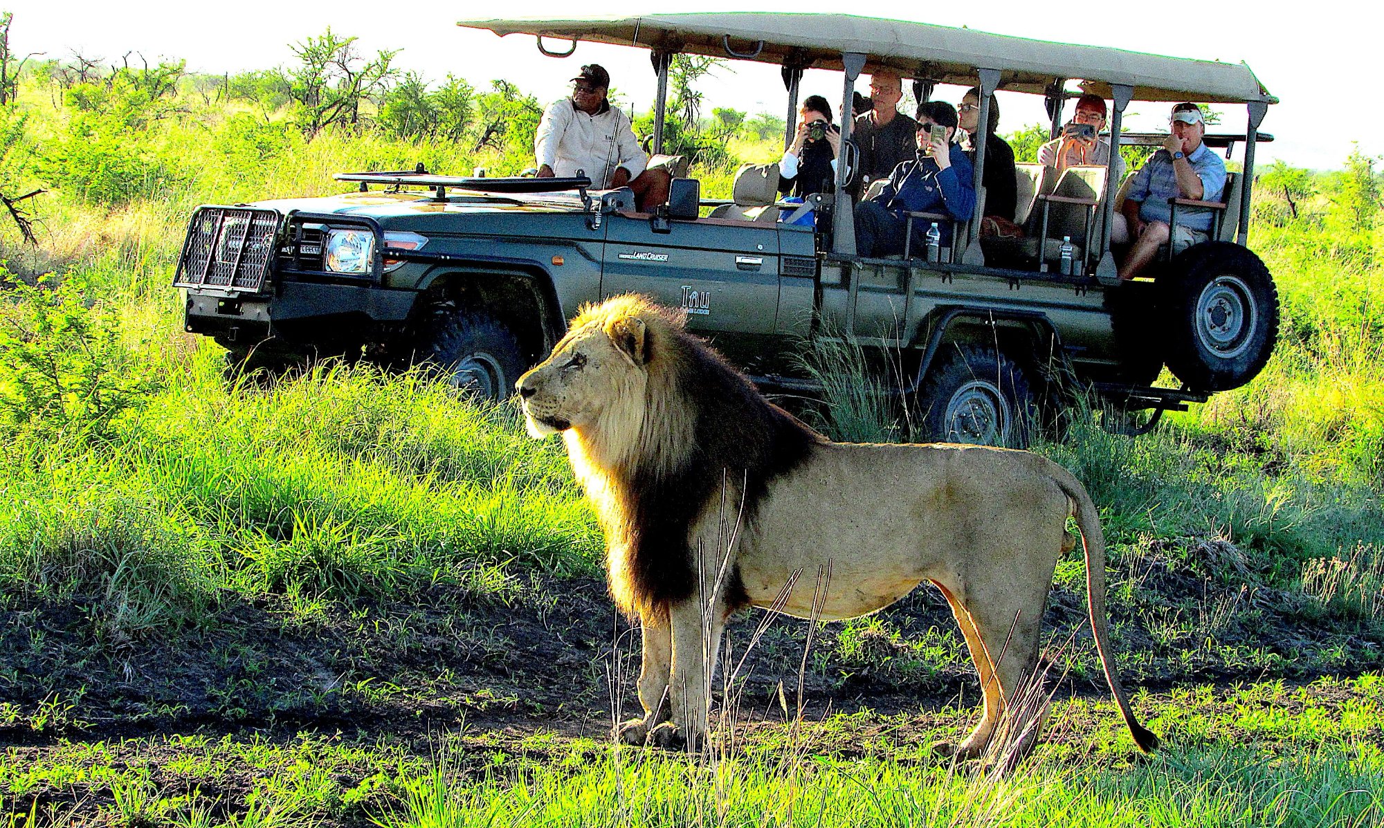 TAU GAME LODGE Updated 2022 Madikwe Game Reserve South Africa   Game Viewing At Tau Game 