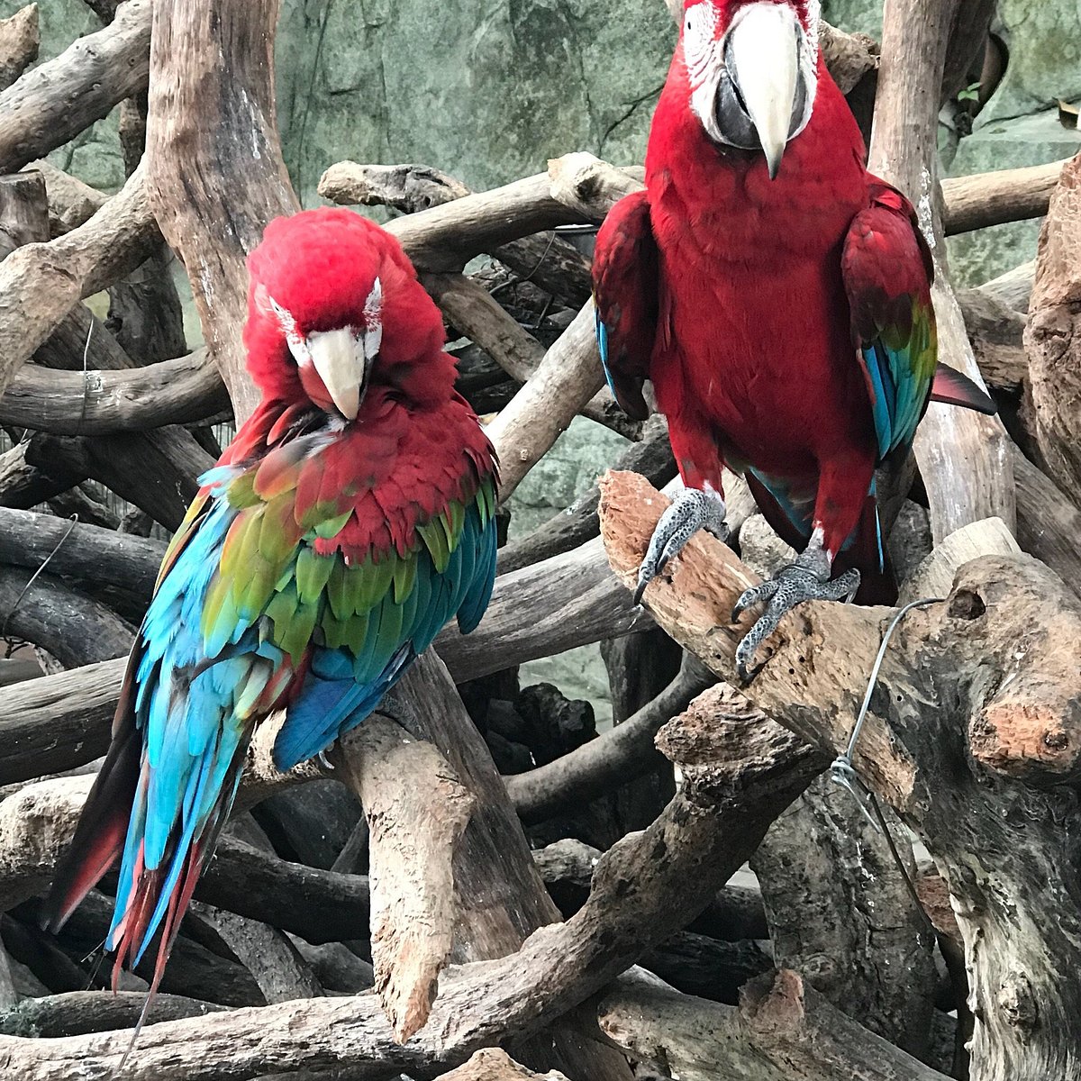 Shenzhen Wild-life Zoo, Шеньчжень: лучшие советы перед посещением -  Tripadvisor