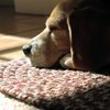 Woodythebeagle