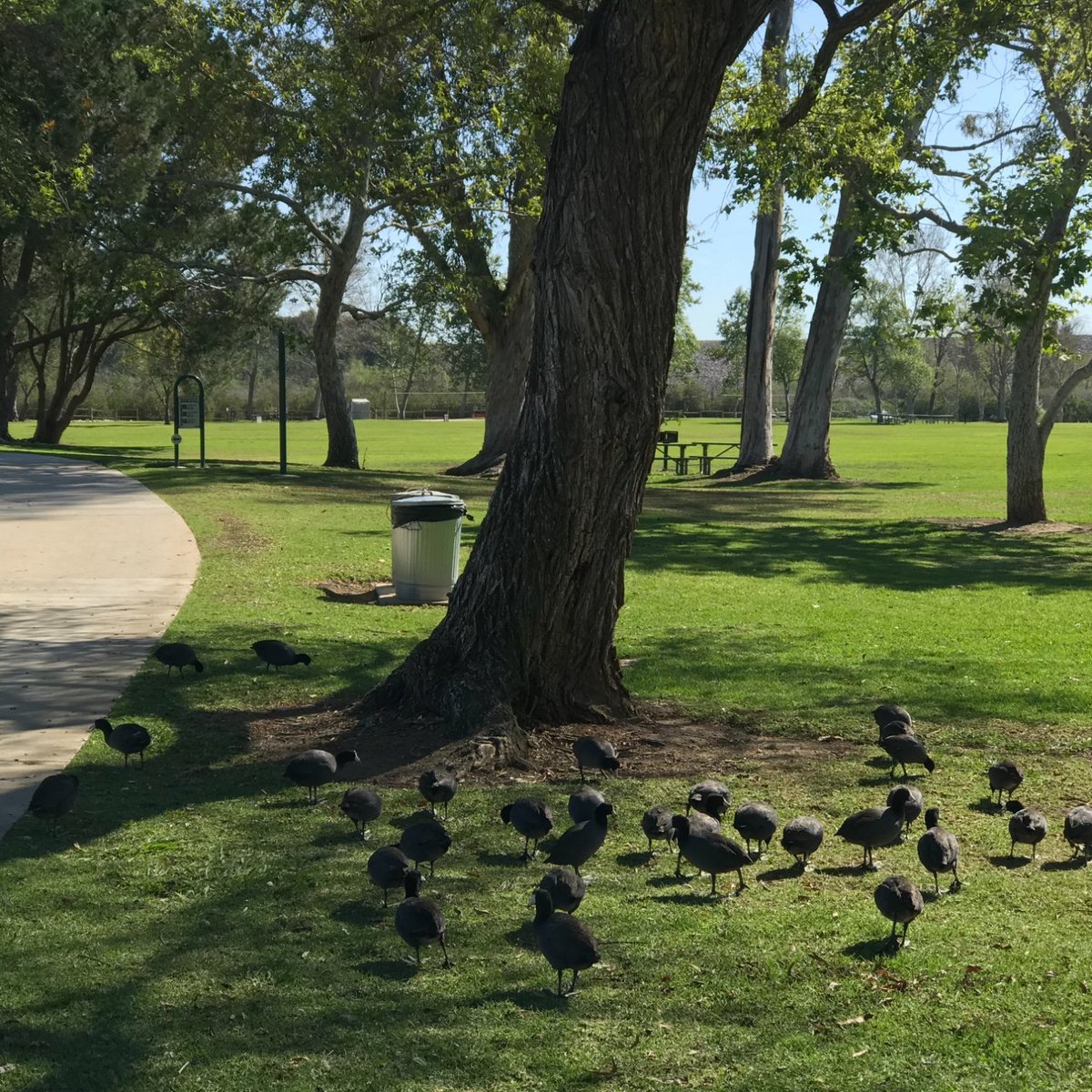 are dogs allowed at carbon canyon park