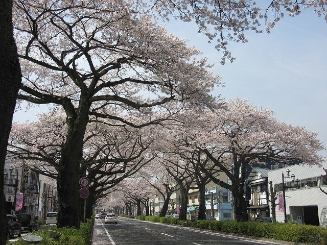 22年 日立さくらまつり 行く前に 見どころをチェック トリップアドバイザー