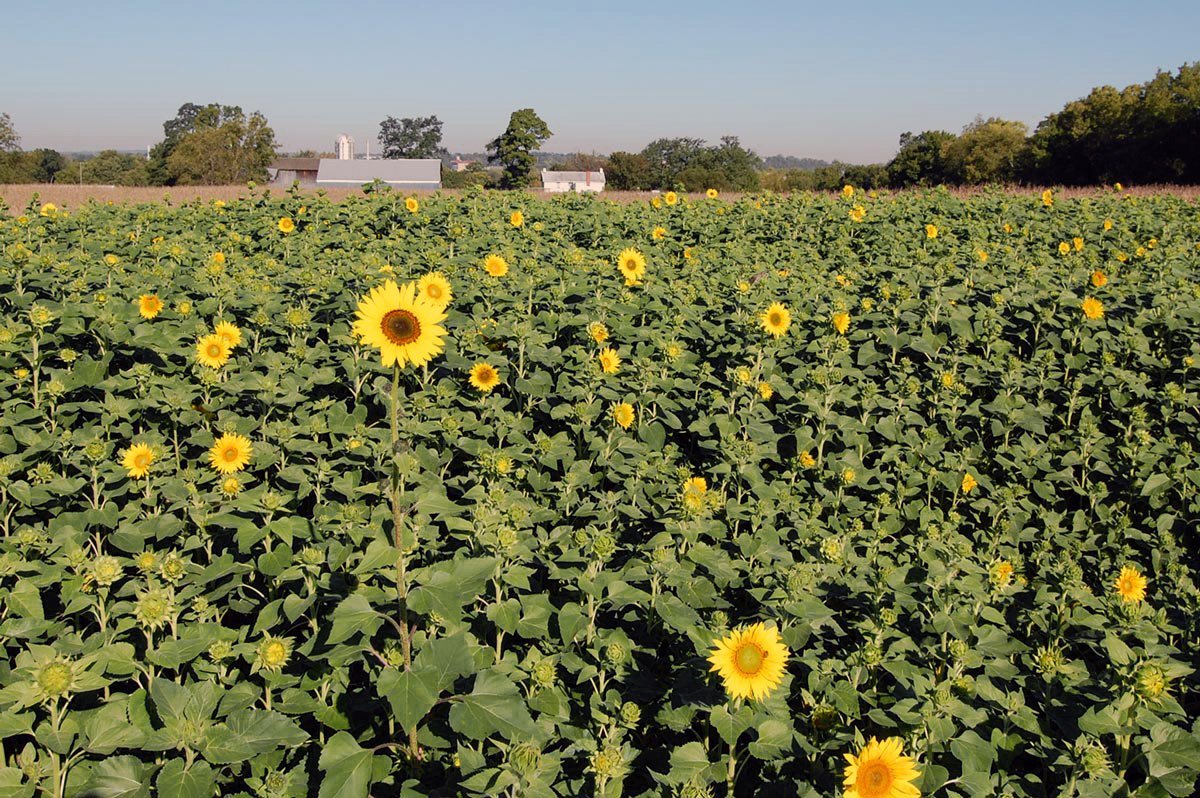 Gorman Heritage Farm (Evendale): All You Need To Know