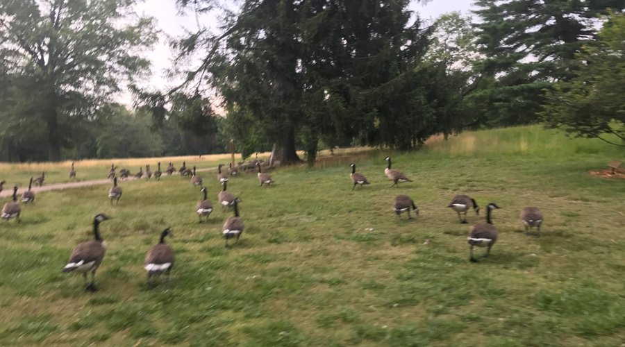 se um pato perde uma pata, ele fica manco ou viúvo ?