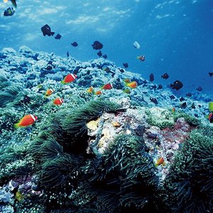 台湾10 大潜水与浮潜 Tripadvisor
