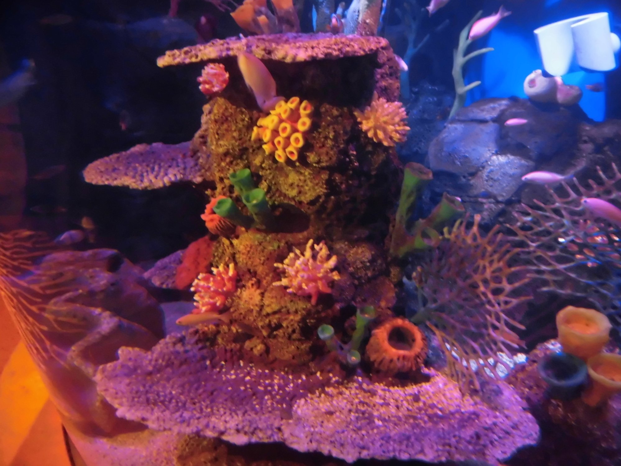 SEA LIFE Nagoya - Lohnt es sich? Aktuell für 2025 (Mit fotos)