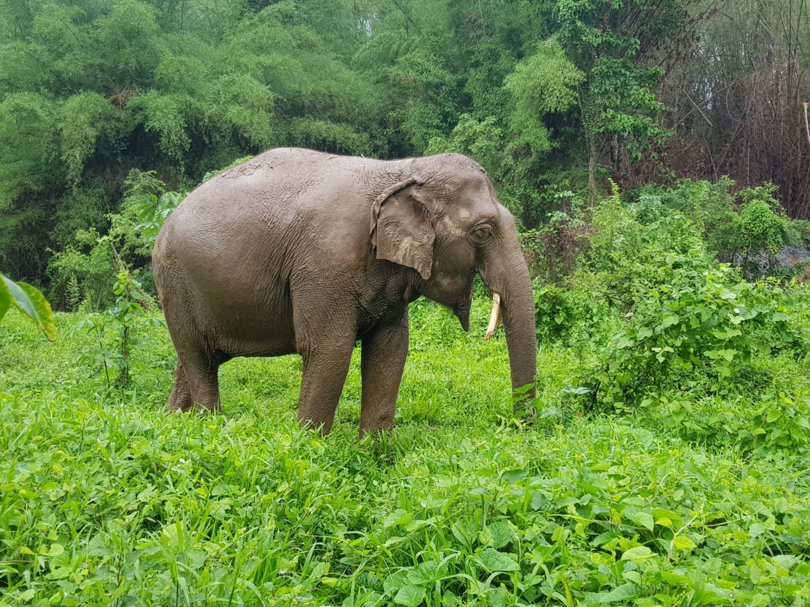 2023年 Elephant Haven - 行く前に！見どころをチェック - トリップ