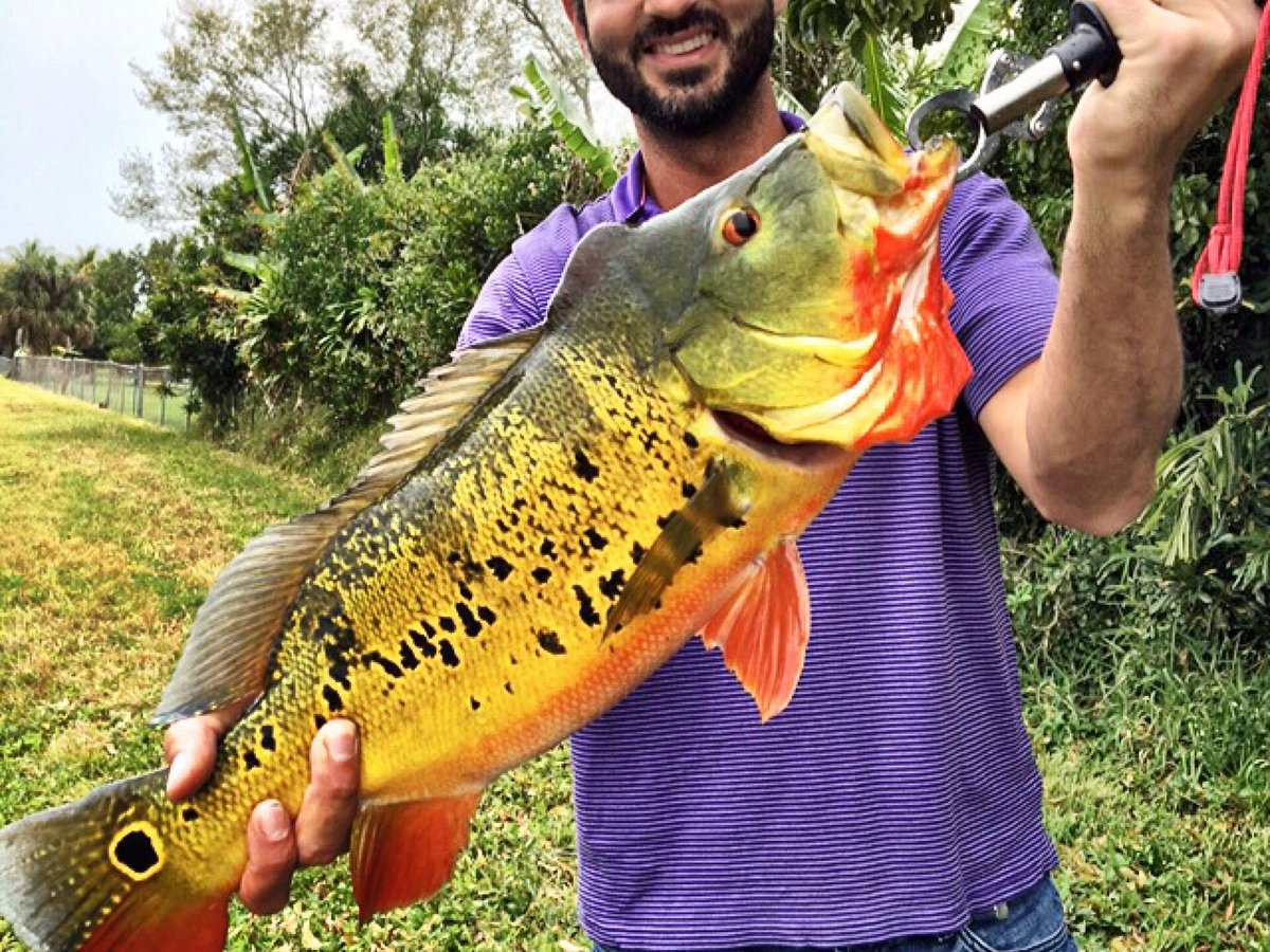 5 Best Peacock Bass Fishing Spots in Florida - Best Fishing in America