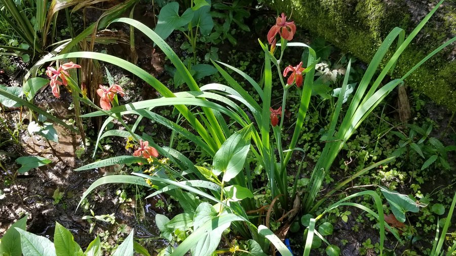 LSU AgCenter Botanic Gardens