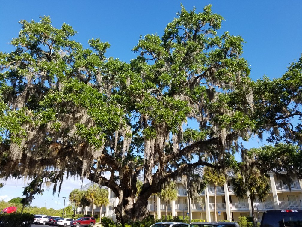 Hotel photo 18 of Days Inn by Wyndham Port Charlotte / Punta Gorda.