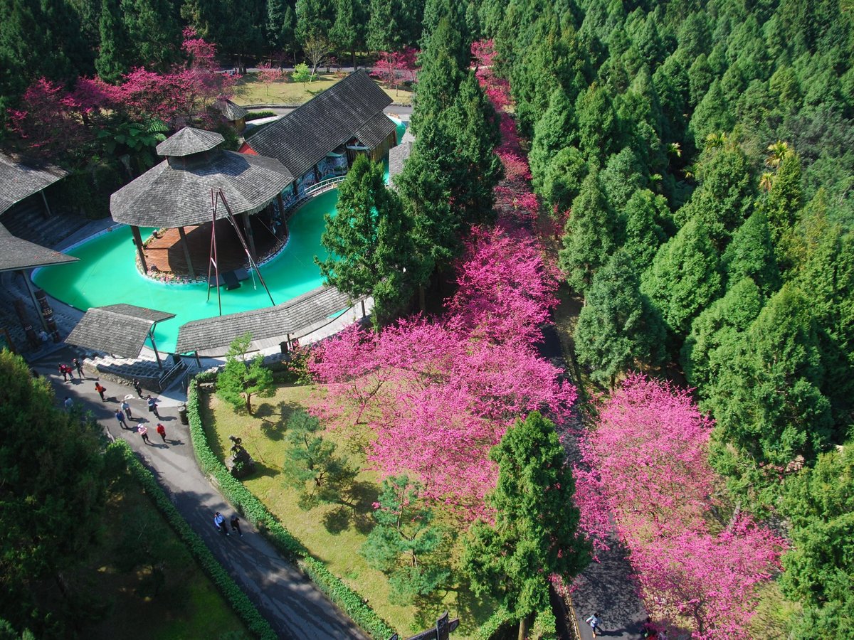 Round Taiwan Round - [ FACV ] Cherry blossoms attract hundreds of thousands  tourists come to FACV (Formosa Cultural Aboriginal Village 九族文化村) in Nantou  County from February to March. Walking through pink