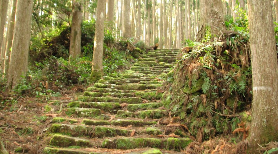 Forest trails.