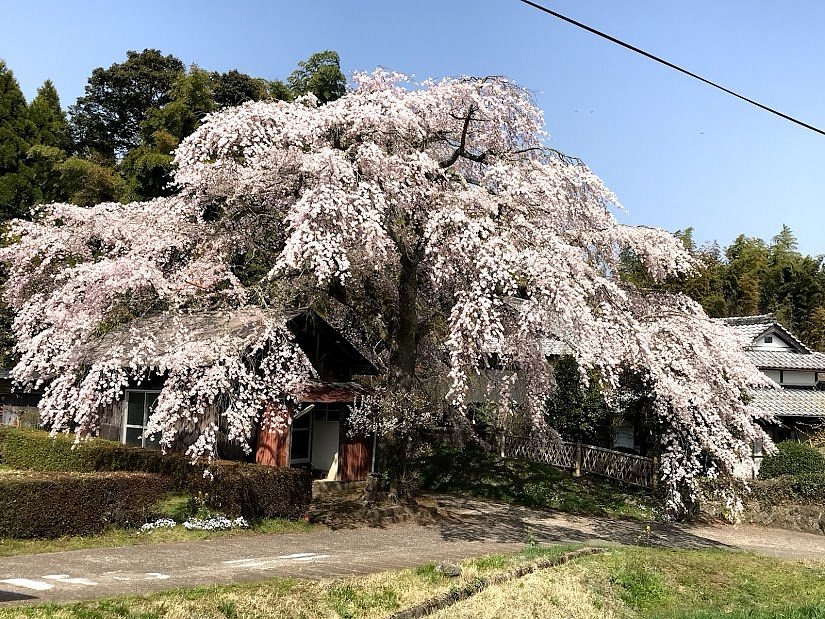 21年 白丹のしだれ桜群 行く前に 見どころをチェック トリップアドバイザー