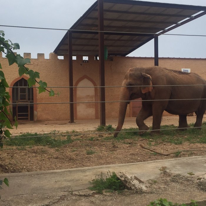 Imagen 10 de Safari Zoo Mallorca