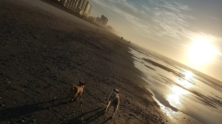 Creavent Beach has Amazing sunrises, pet friendly,  and great shells! Can't wait to go back!
