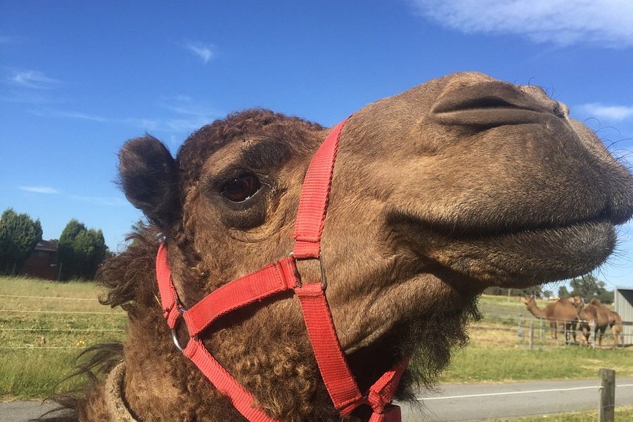 camel west tours reviews
