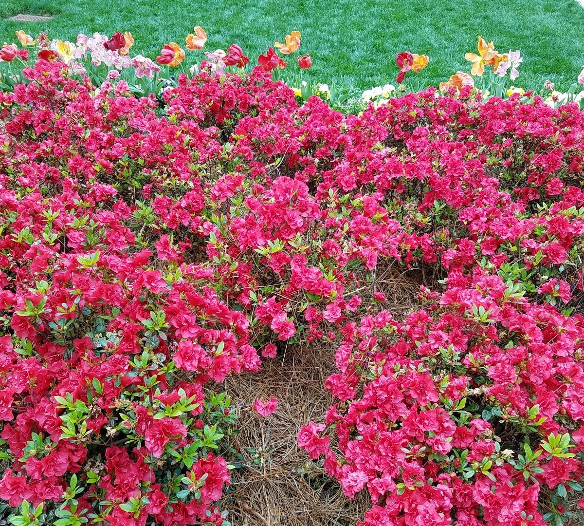 WRAL Azalea Garden (Raleigh): All You Need to Know