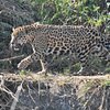 wildlife_lover