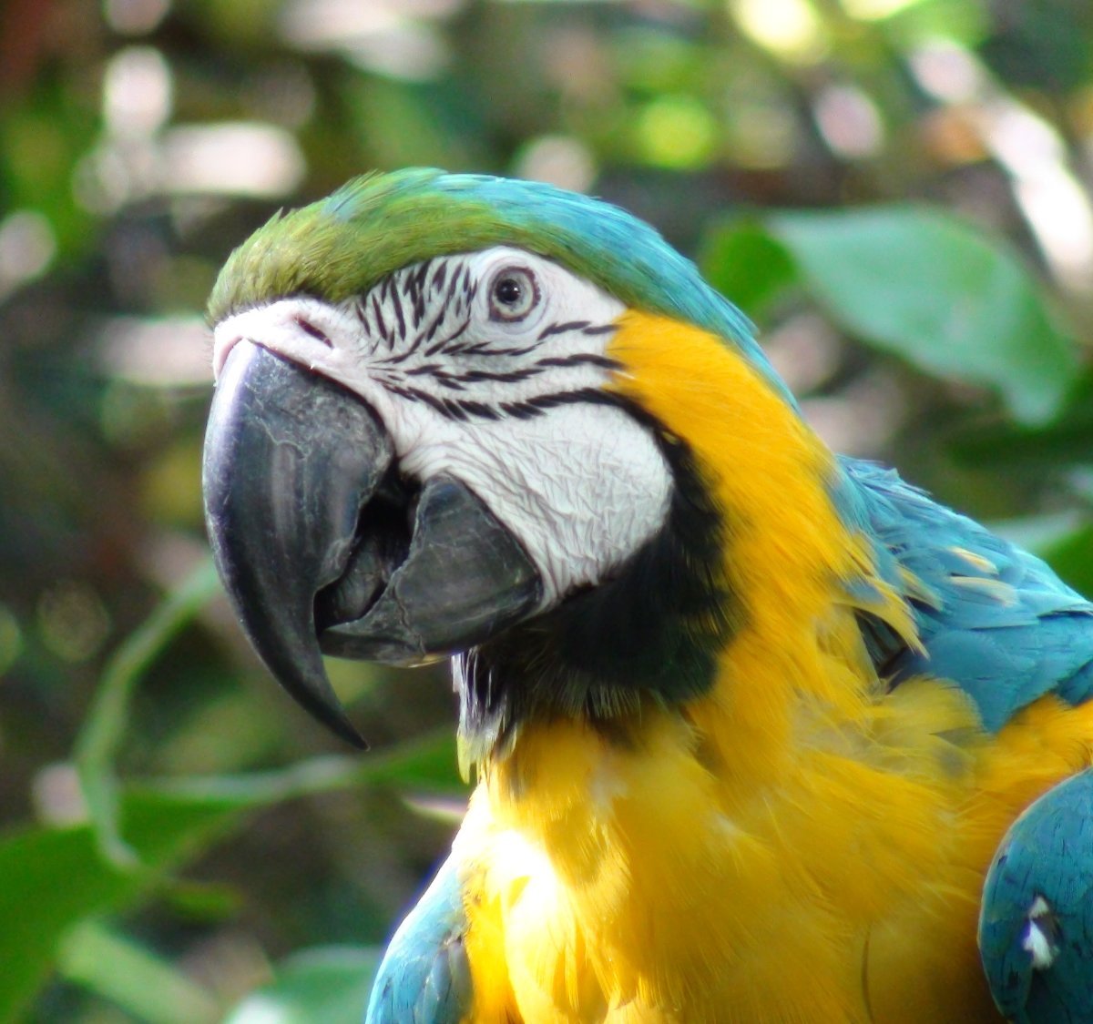 Rescate Wildlife Rescue Center (Alajuela) - All You Need to Know BEFORE