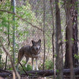 THE CENTER FOR BIRDS OF PREY - 151 Photos & 49 Reviews - 4719 Hwy 17 N,  Awendaw, South Carolina - Zoos - Phone Number - Yelp