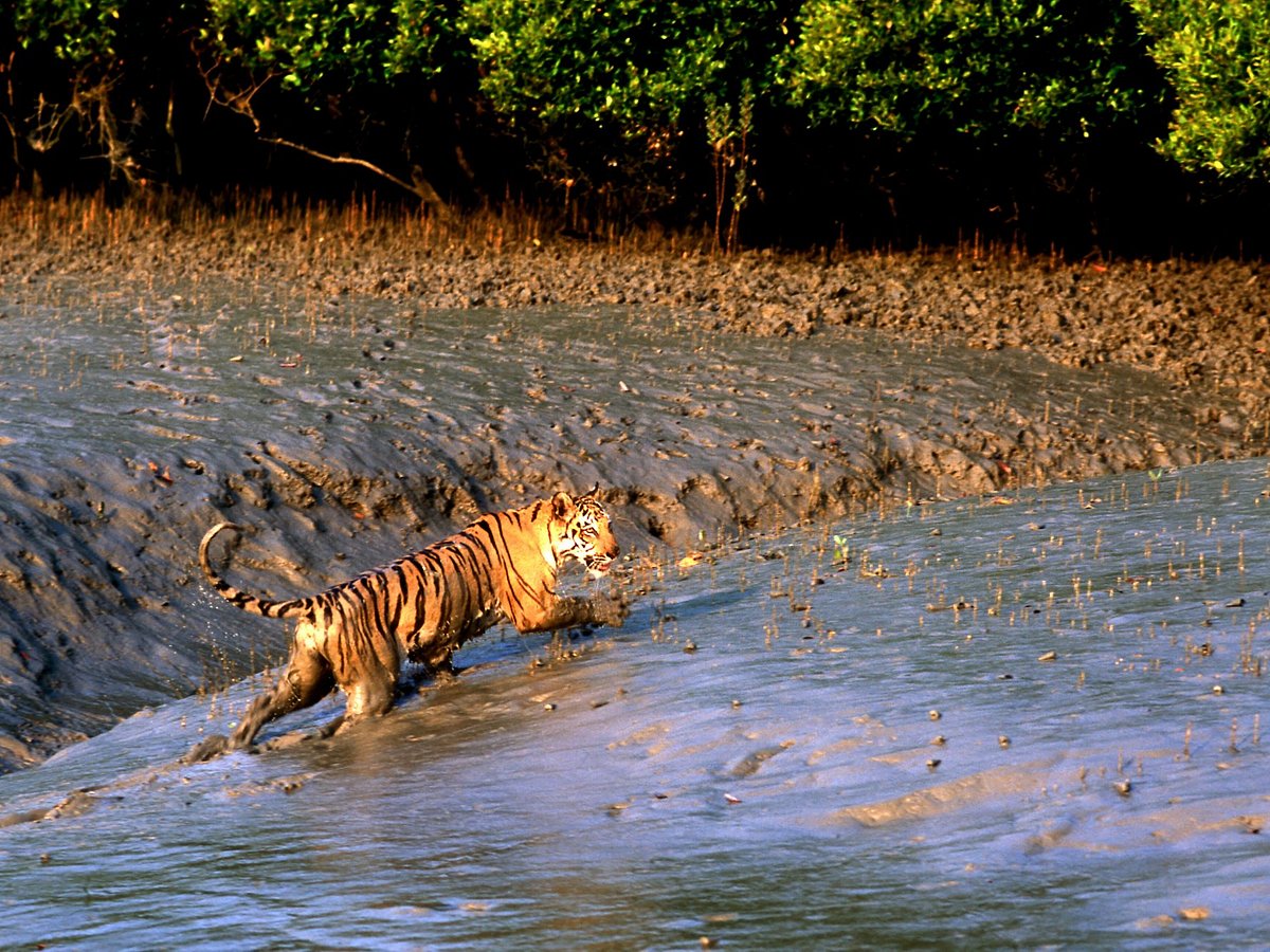 Top 10 Unforgettable Wildlife Safari Adventures in India - Unveiling the Mysteries of the Sundarbans Mangrove Forests